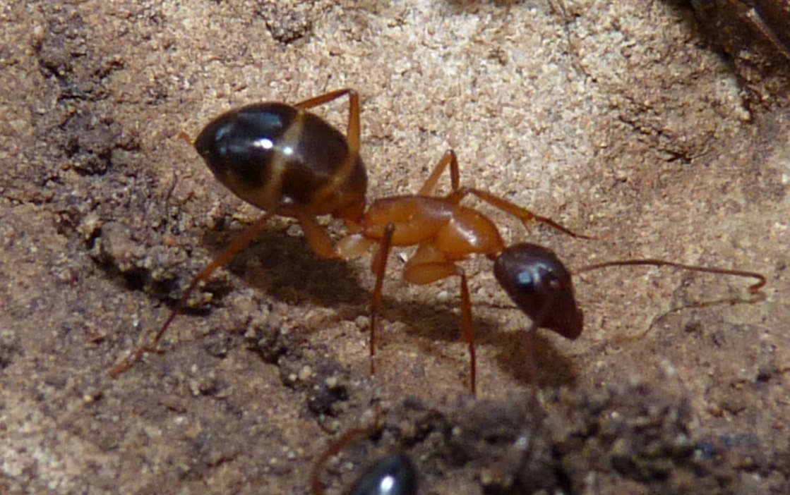 Camponotus pilicornis