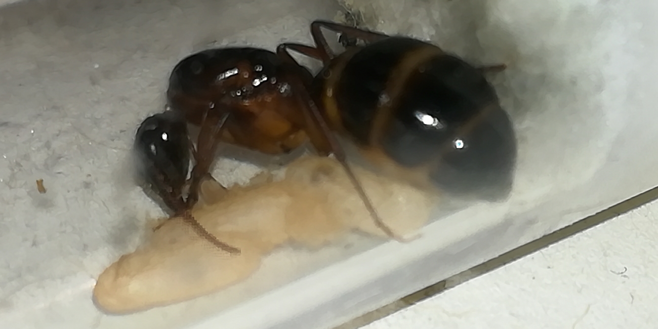 Camponotus pilicornis