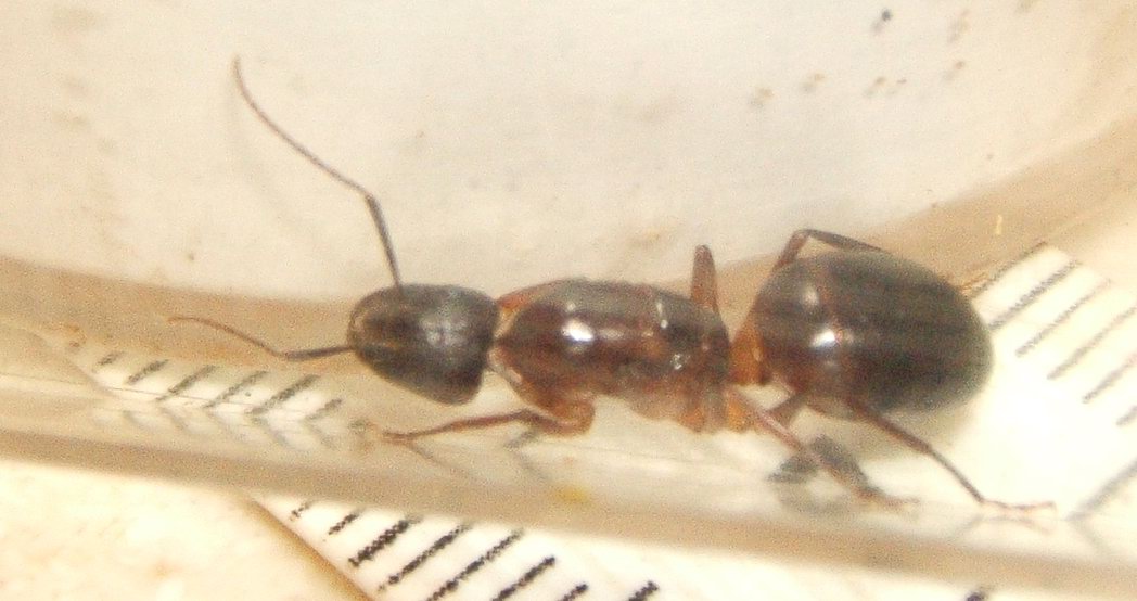 Bona-3