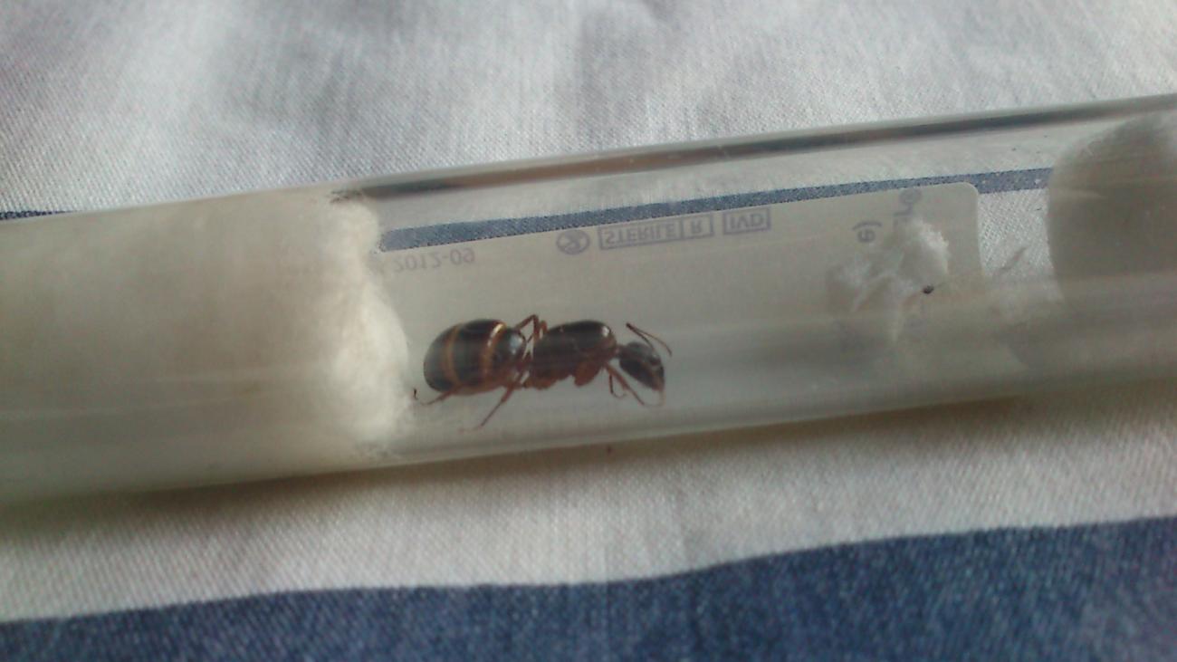 Ayuda identificacion