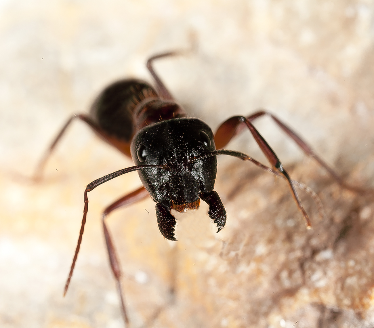 Camponotus pilicornis intentando asesinarme