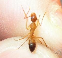 camponotus