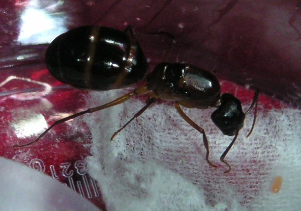 !Camponotus pilicornis2