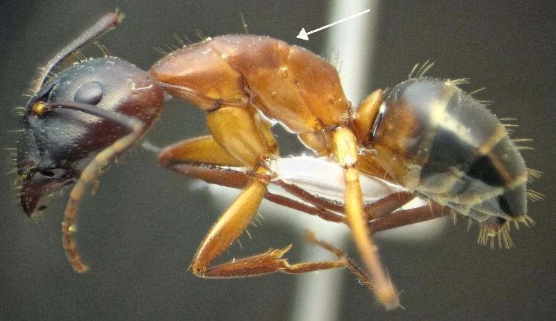 C. pilicornis