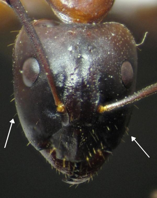 C. pilicornis