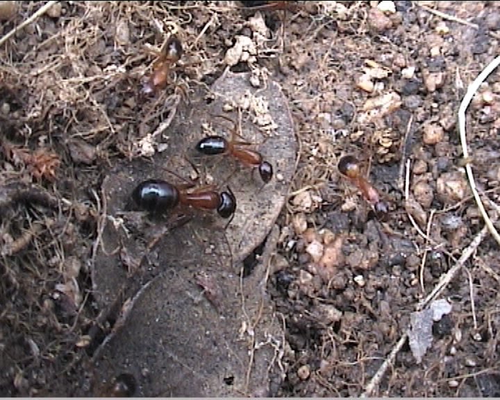 Camponotus pilicornis I