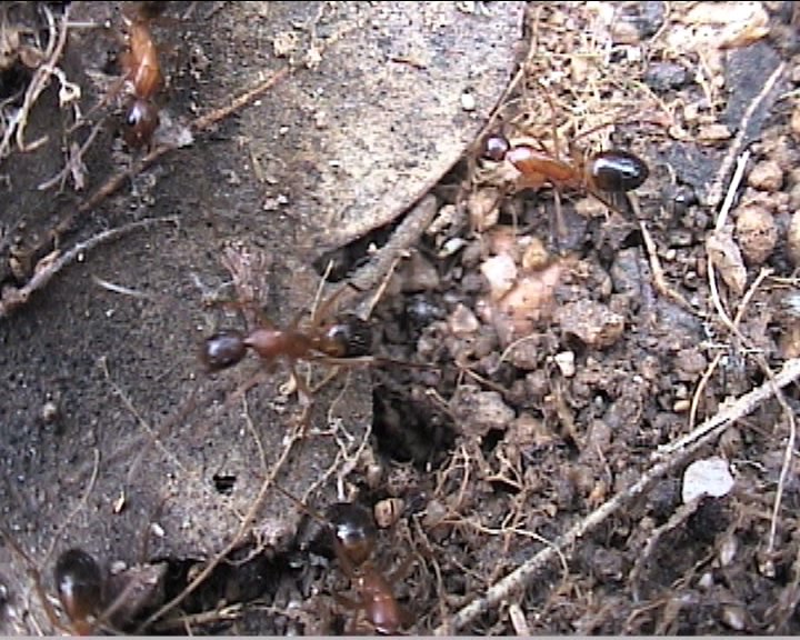 Camponotus pilicornis II