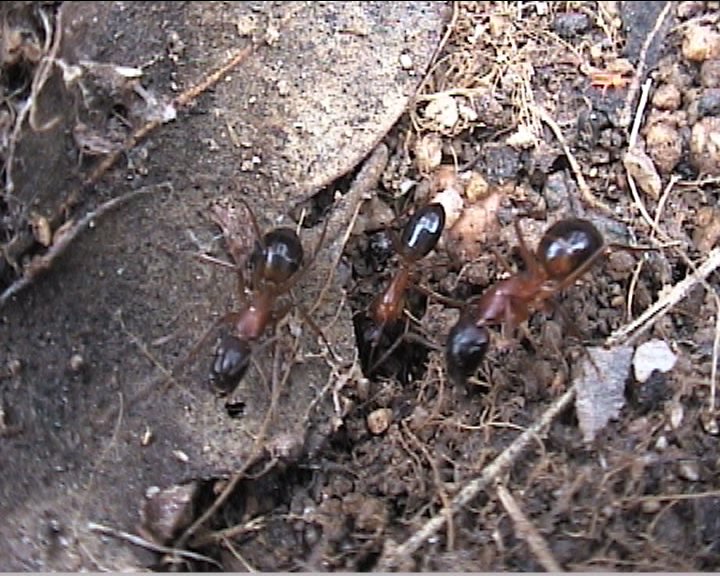 Camponotus pilicornis III