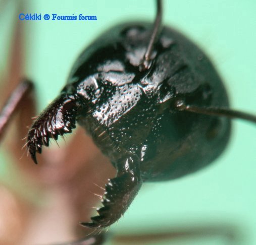 cabeza major Camponotus pilicornis