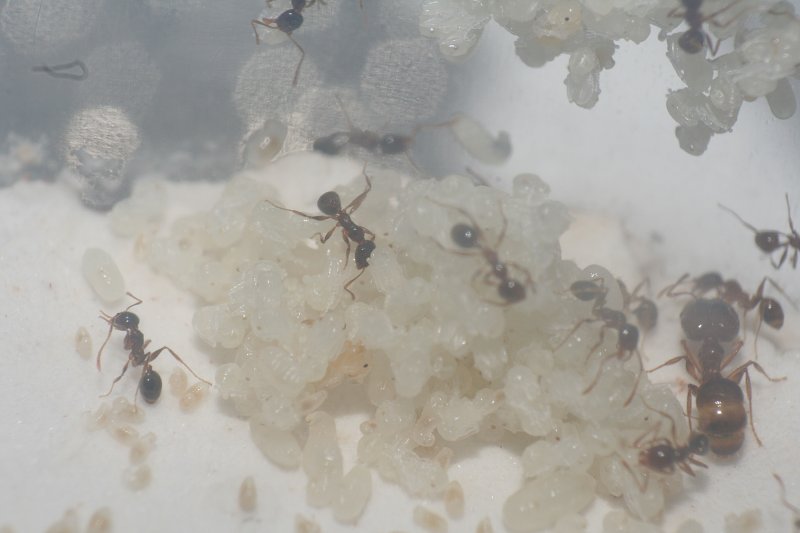 Pheidole Pallidula