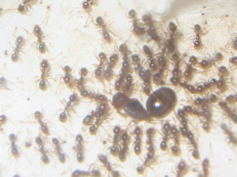 pheidolespallidula5