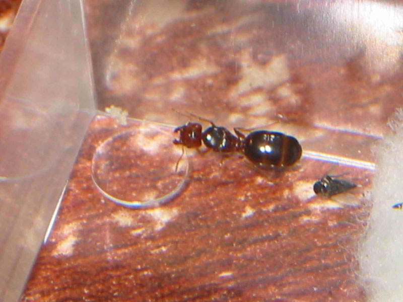 reina nueva de pheidoles pallidula