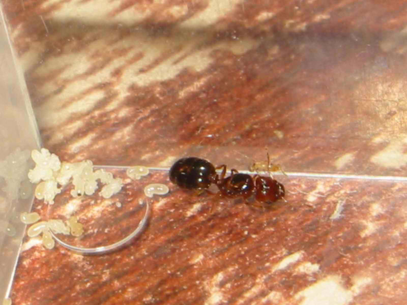 mi primera nurse pheidole de este a�o