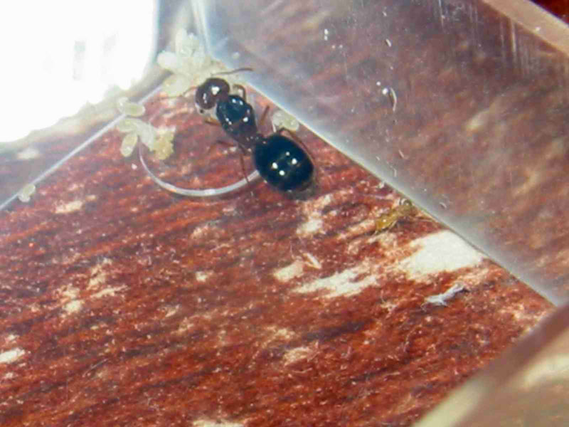 mi primera nurse pheidole de este a�o