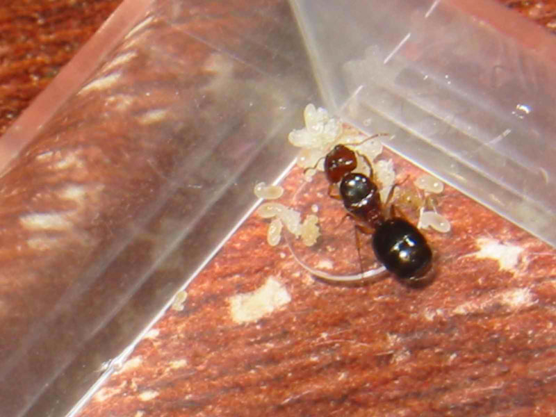 mi primera nurse pheidole de este a�o