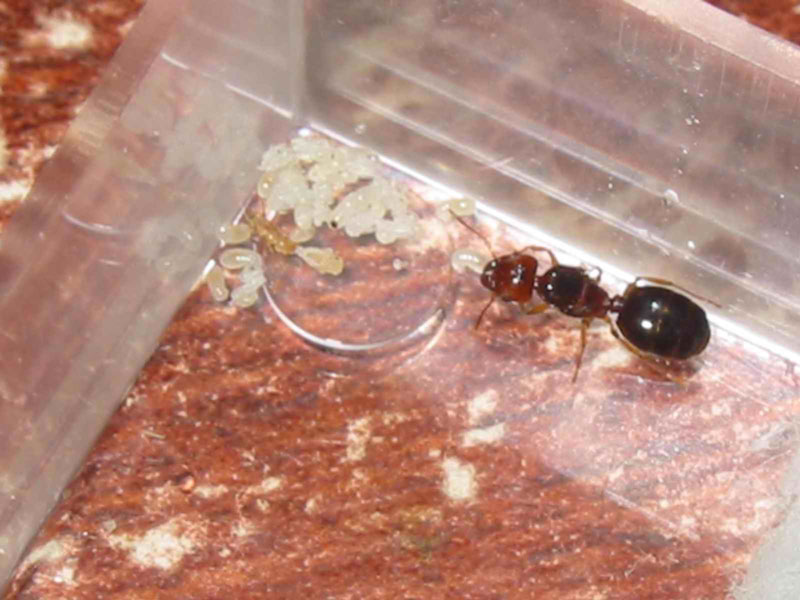primera nurse pheidole de este a�o