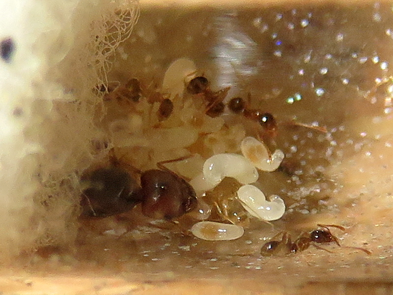 Reina Pheidole pallidula con cr�as
