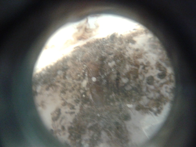Pheidole Pallidula
