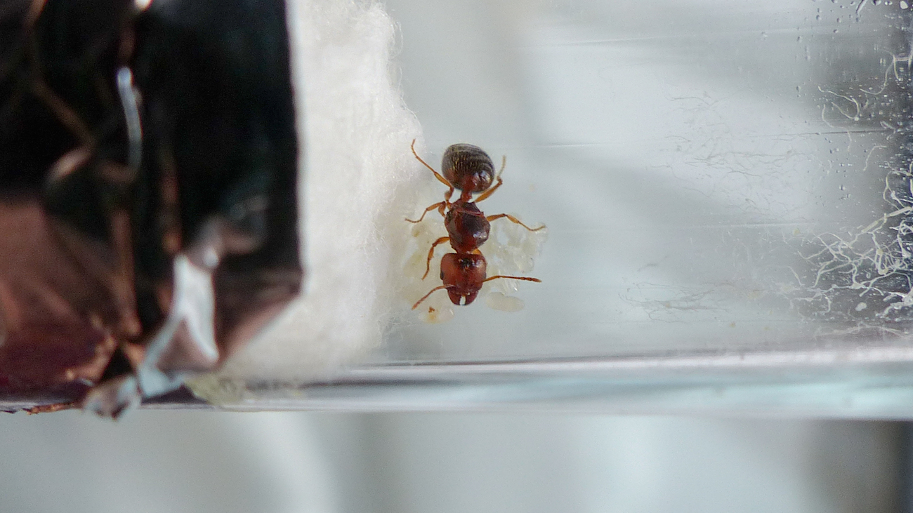 pheidole2_2