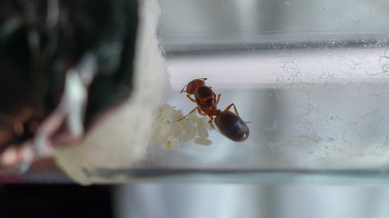 pheidole2_3