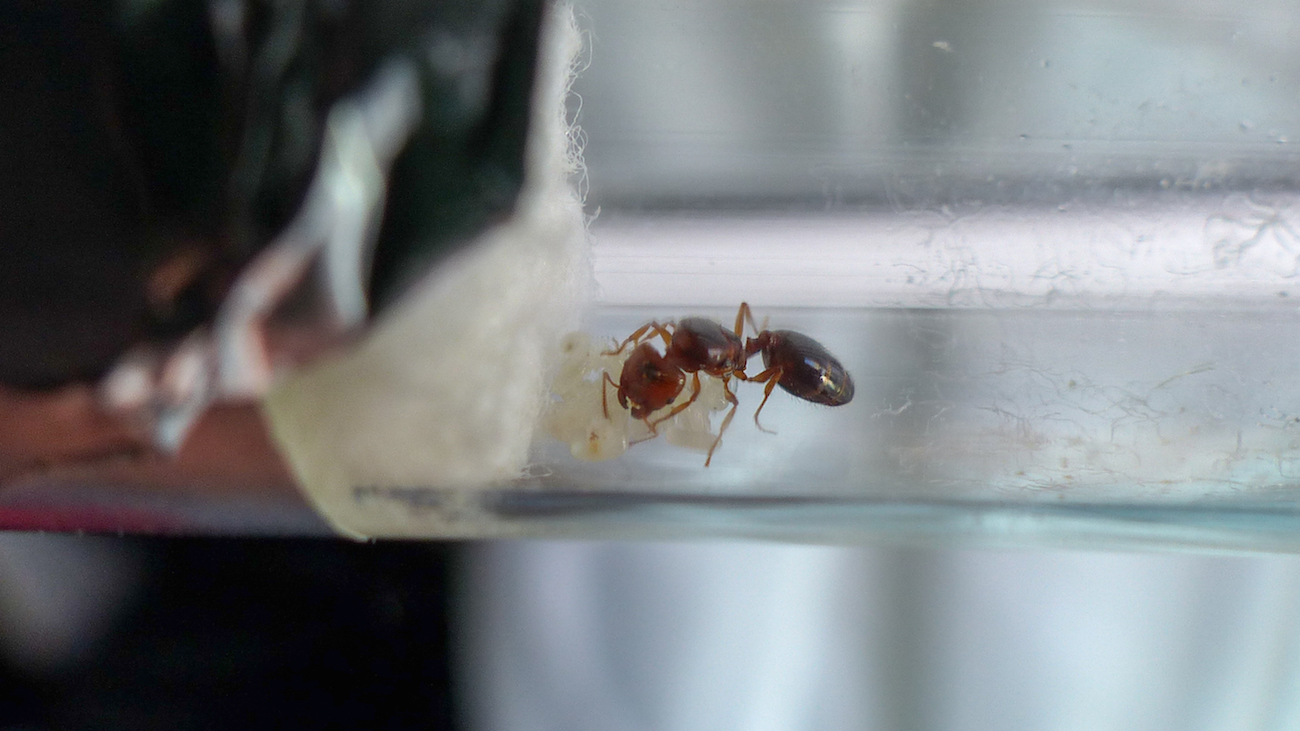 pheidole2_5