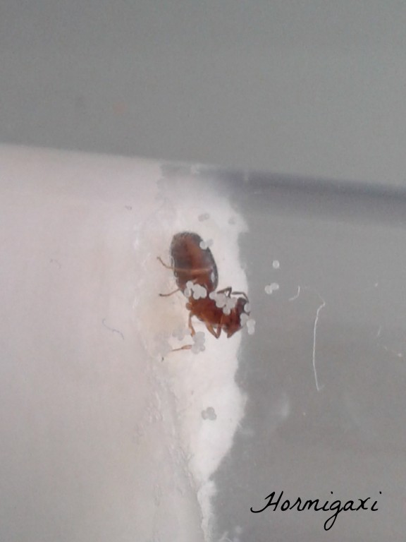 Pheidole pallidula 2