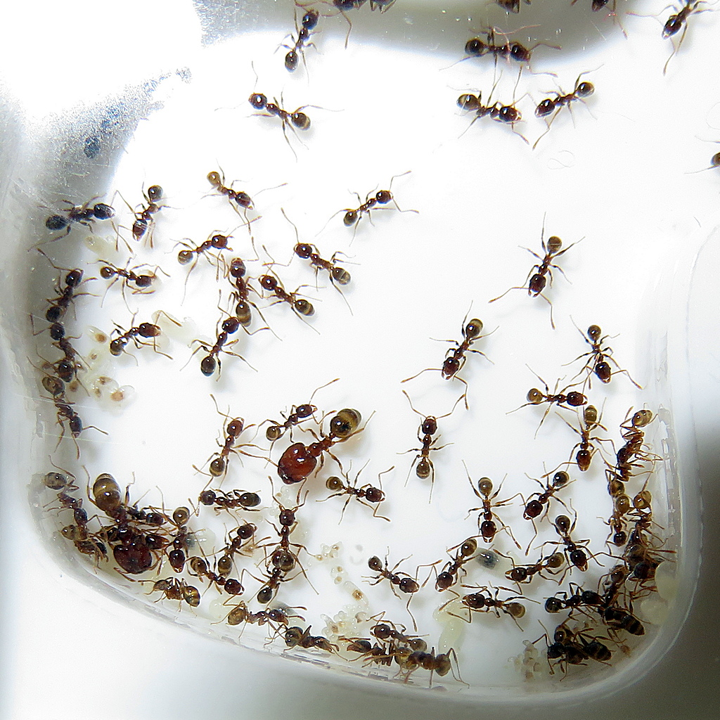 Pheidole pallidula