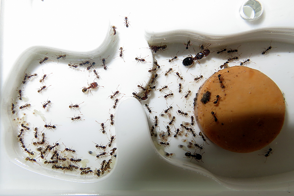 Pheidole pallidula