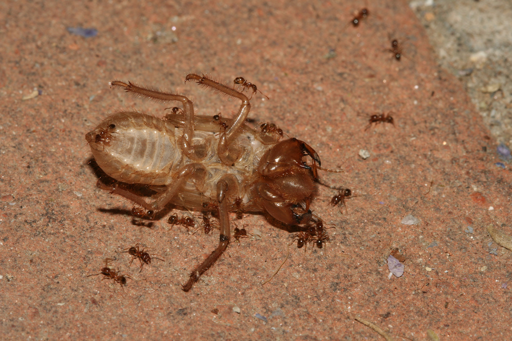 Cigarra y pheidole