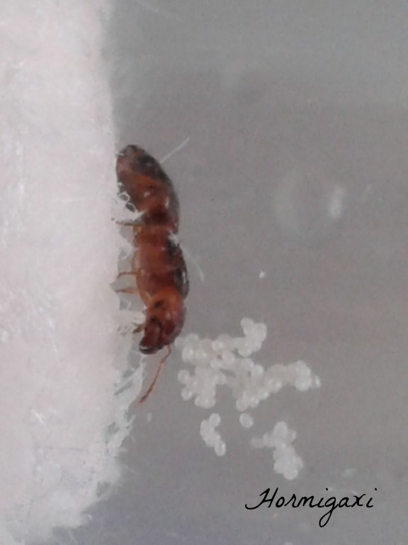 Pheidole pallidula 5