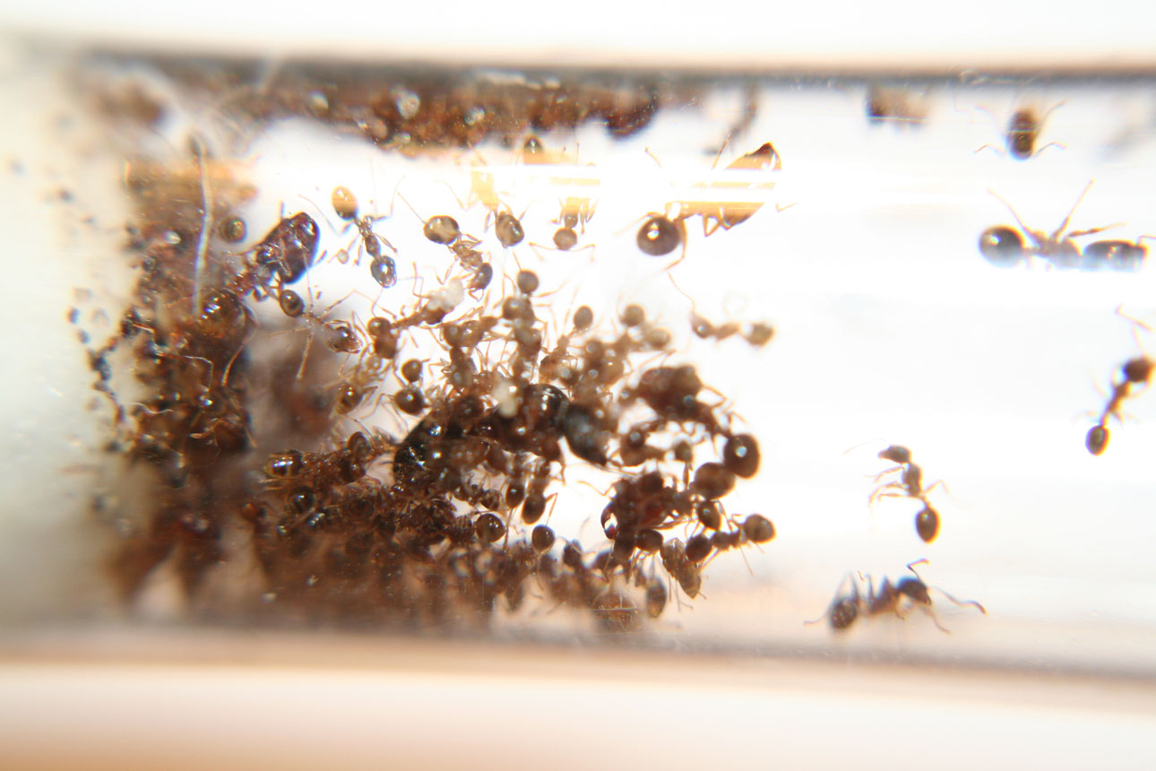 Aglomeraci�n