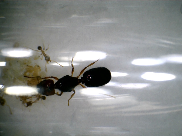Camponotus?.jpg