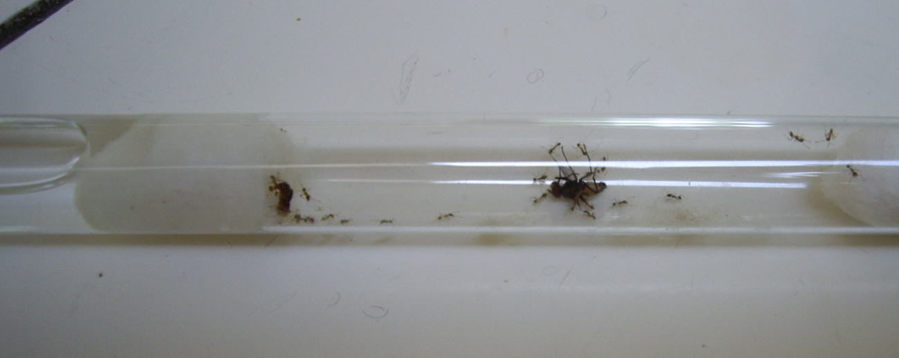 pheidole + mosca