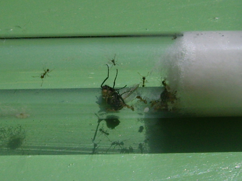 pheidole + mosca