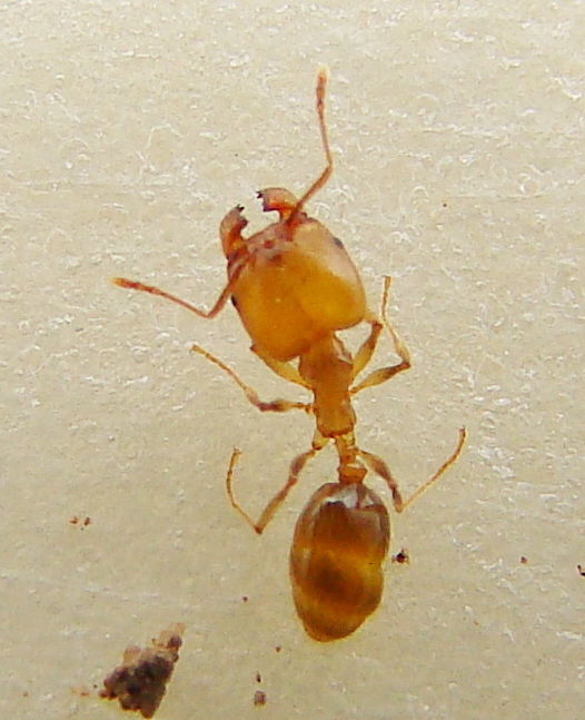 ix pheidole_3