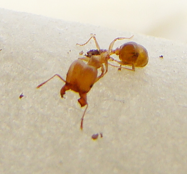 ix pheidole_4