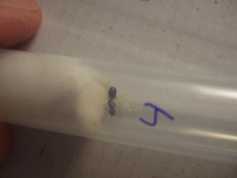 Karim Pheidole Detalle