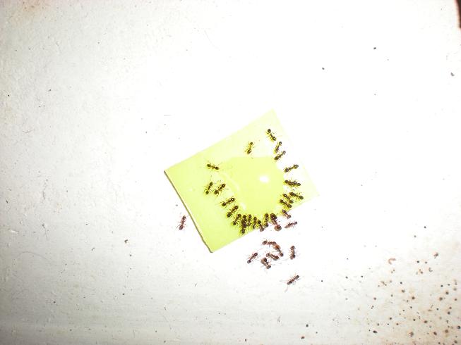 Pheidole bebiendo-