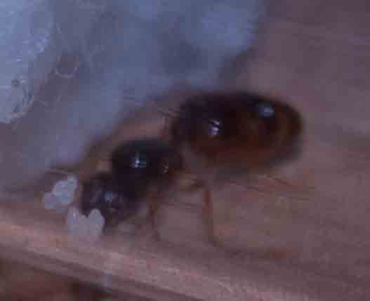 Huevos de pheidole