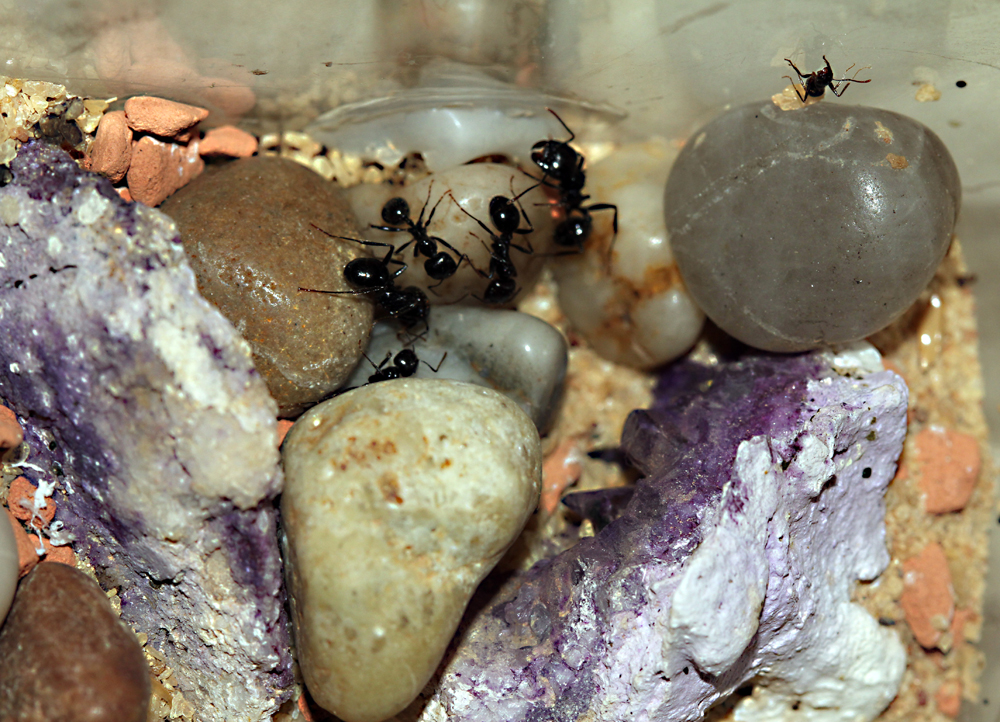 Pheidole & Messor Forrajeo