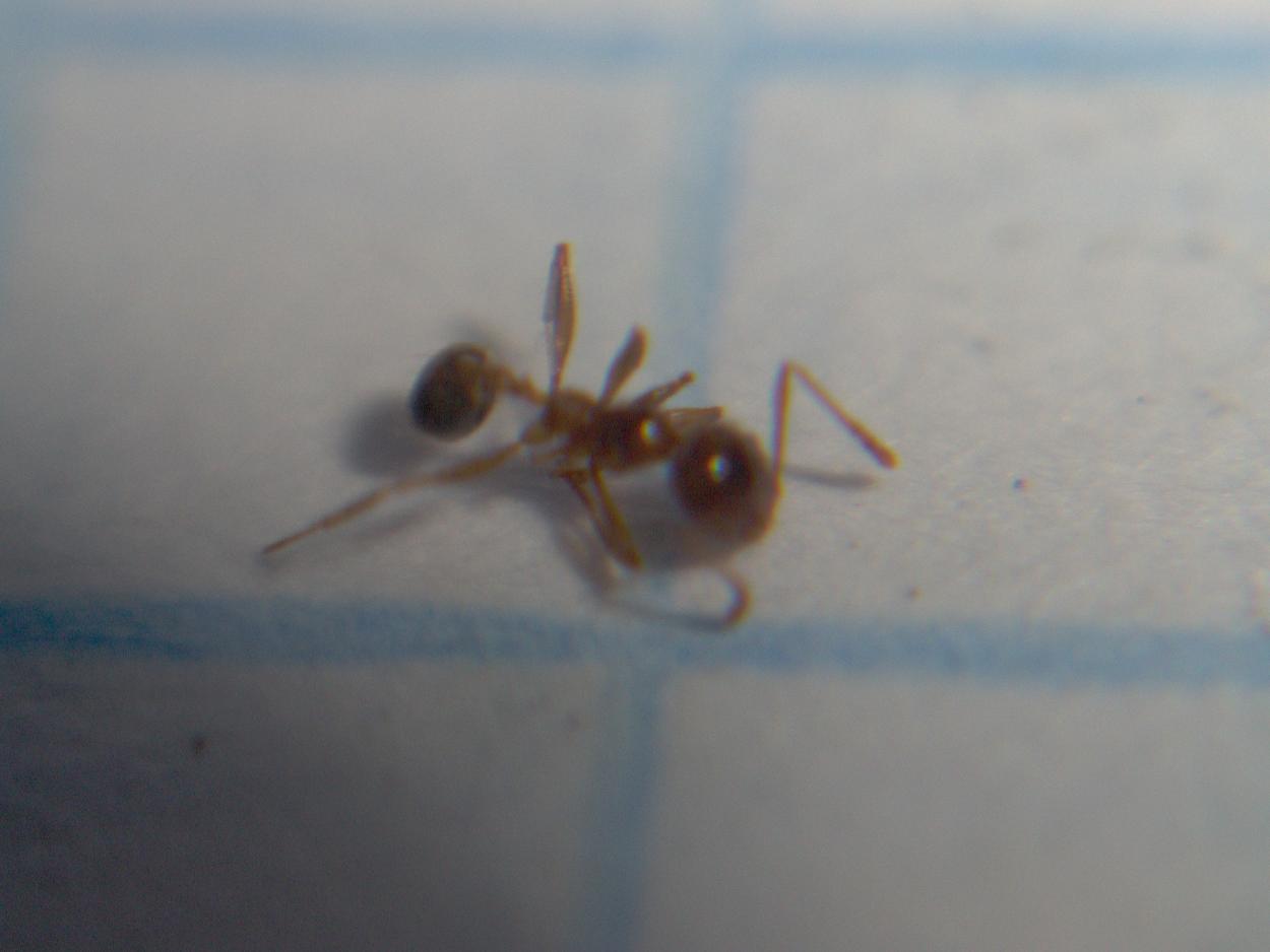 Pheidole 1