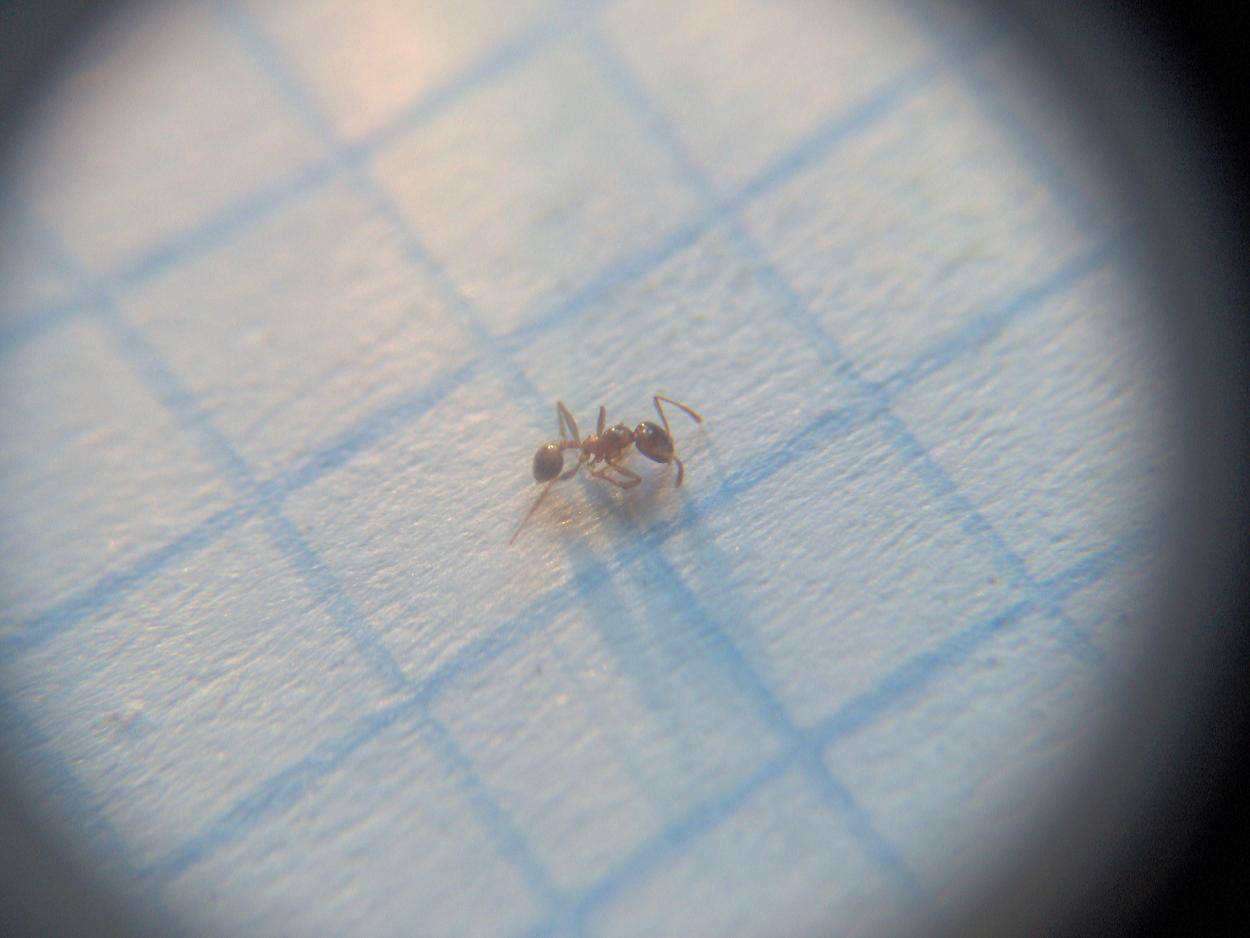 Pheidole 5