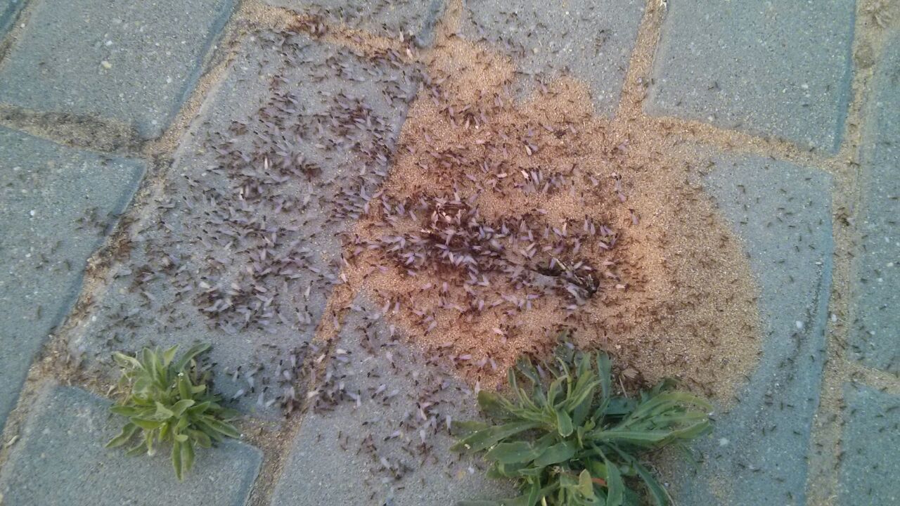 alados pheidole