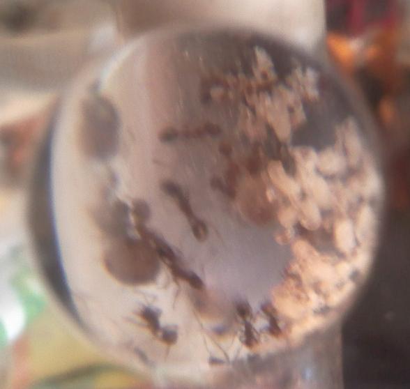 pheidole pallidula,�bolsas?