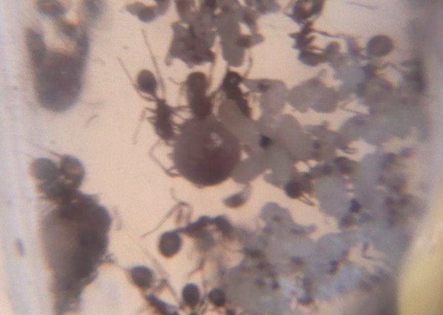 pheidole pallidula,�bolsas?