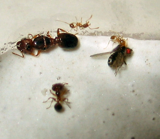 Colonia Pheidole pallidula