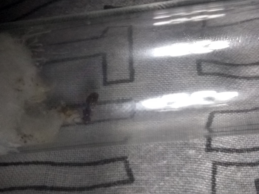 pheidole