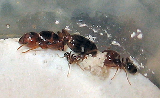 Colonia Pheidole pallidula