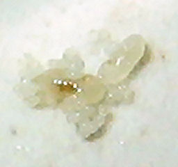 Cr�as de Pheidole pallidula