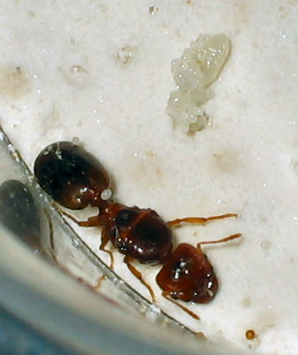 Reina Pheidole pallidula con sus cr�as